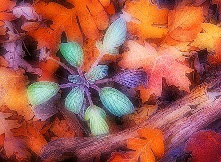 Autumn’s Touch