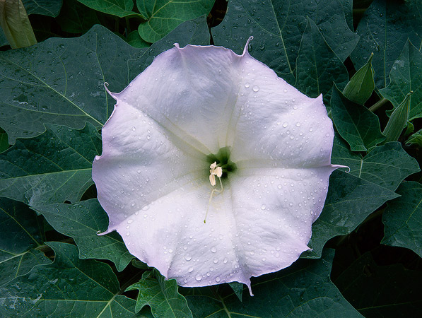 Datura