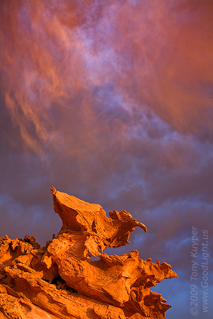 Raptor, Storm, Sunset