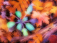 Autumn’s Touch