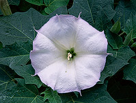 Datura